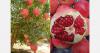 Egyptian pomegranates coming soon