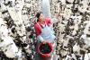 Black Fungus Recalled in 11 States as Warning Issued to Consumers