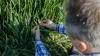 Farmers struggle as key crops become harder to grow across the globe: 'Agricultural outcomes would be materially worse'