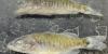 Scientists’ attempts to eliminate bass from Adirodack lake backfire