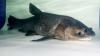 Arkansas anglers challenged to help combat invasive black carp, earn cash rewards