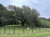 An Outdoor Classroom: Historic Tree Represents Promise of Education, Hampton University’s Roots