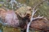 Close to 650 Rare Amphibians Released Near Los Angeles