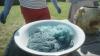 Estonia's Mulgi center seeks urine to revive traditional dyeing method