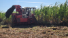 Fiji innovates sugarcane harvesting