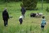 No phones, no WiFi, just sheep: Finnish holiday-goers flock to ‘shepherd weeks’ to disconnect
