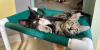Hawaiian Humane Society launches ‘Purr-fect Pairs’ adoption special