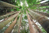 Chinese innovations to boost Kenya's agriculture and green economy