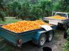Trump tariffs unsettle SA farmers as Africa eyes agricultural growth