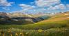 New site helps Colorado tourists, hikers find and identify wildflowers in bloom