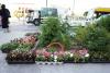 Athens Goes Green: Citywide Effort to Revitalize Urban Spaces with Trees and Flowers