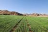 Jordan: Agricultural producer prices increase 11% in 5 months