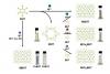 New Era in Printable Nanosheet Inks for Electronics and Catalysts