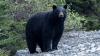 B.C. Parks closes part of Stawamus Chief Park due to 'food-conditioned' bear