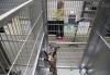 Soothing shelter animals with sounds: Volunteers play music at nine animals shelters