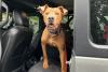Saving Superman: Shelter hopes story of dog rescued from Texas flood will help save others