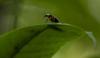 Fireflies Light Up D.C., Thanks to Good Weather Earlier in Year