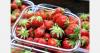 Cold summer delays Estonian strawberry season