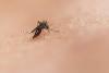 First West Nile Virus Cases of 2025 Detected in Greece