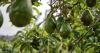 Scientists discover avocados need native plants nearby to survive