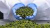 Business owner using algae to treat wastewater gets entrepreneur award