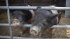 Franklin County Fair balances agricultural traditions with city life