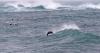 Toxin that causes paralytic shellfish poisoning blamed for Alaska seal deaths
