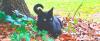 Adorable Cat Helps Scientists Discover New Virus (For Second Time)