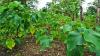 Agriculture Ministry to focus on increasing kava, turmeric and dalo exports