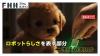 Fake AI Robot Dog Ads Spark Consumer Backlash