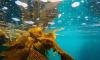 Rapid spread of invasive alga off the Croatian coast