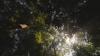 Scientists raise alarm as 'ghost forests' creep inland on East Coast: 'A process we are still looking at'