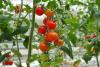 Kelly says tomato tariffs will raise food prices, kill Arizona jobs