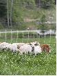 BLUE RIDGE WOMEN IN AGRICULTURE AND FRONTLINE TO FARM TEAM UP TO SUPPORT LOCAL FARMERS