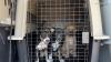 Dogs from flood-ravaged Texas arrive at PAWS Chicago