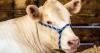Arkansas awards $1.5M to support 80 local fairs, livestock shows
