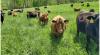 World Bank, Israel support Nigeria to boost pasture production