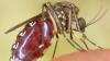 Mosquito menace: West Nile virus found in Savannah. Here's what Georgians should watch for