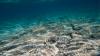 Scientists issue warning over disturbing business idea proposed for ocean floor: 'We all see how destructive'