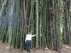 India News | Green Miracle on Grey Land: NEERI Scientist Transforms Wasteland into Lush Bamboo Forest at Koradi