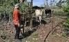 “For Every 100 Cattle Thefts, Only One or Two Are Cleared Up,” Confesses a Deputy From Santiago De Cuba