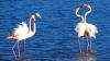 The tiny French peninsula where you can spot pink flamingos in the wild – and there are barely any tourists