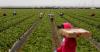 Why California’s agricultural industry is at odds over converting land to solar farms | Dan Walters