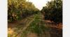 "European market is the most affected by supply disruptions of Egyptian oranges"