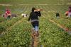 Agriculture Secretary Brooke Rollins Says Robots, Medicaid Recipients To Replace Migrant Workers