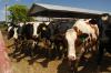 U.S., Mexican Dairy Leaders Deepen Partnership