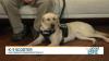 Meet NSP's Electronics Storage Detective K-9, Scooter
