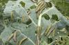 Scientists put caterpillars to work on quest to generate battery-critical material: 'This work pioneers a new direction'