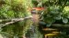 Chilean Flamingos, exotic rescue birds and koi pond await at Sunken Gardens