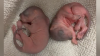 CPW: Baby squirrels rescued from car engine in Colorado Springs
